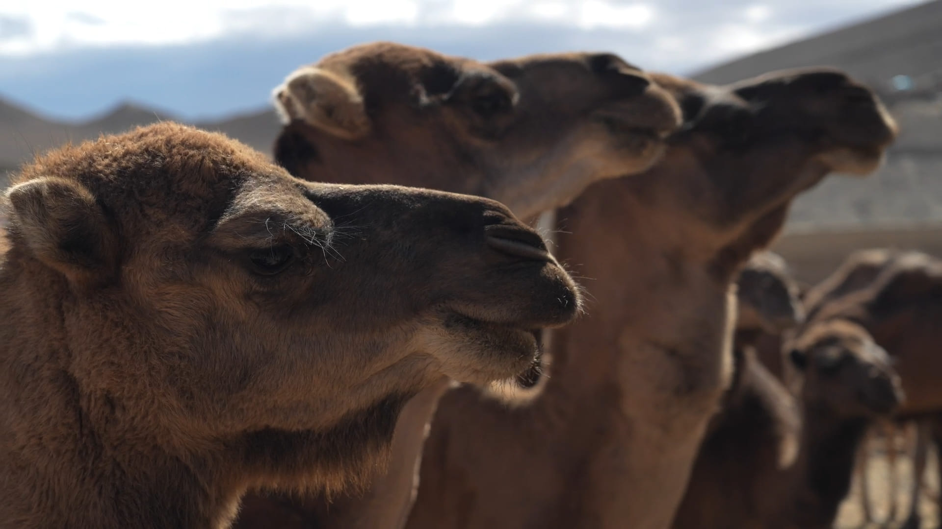 Scena cammino di pace in Marocco